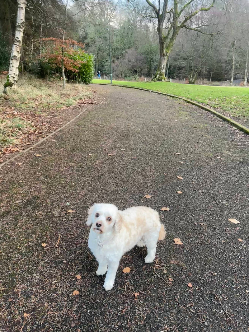 Small white dog standing on a path in a park with trees and grass in the background in Bathgate.