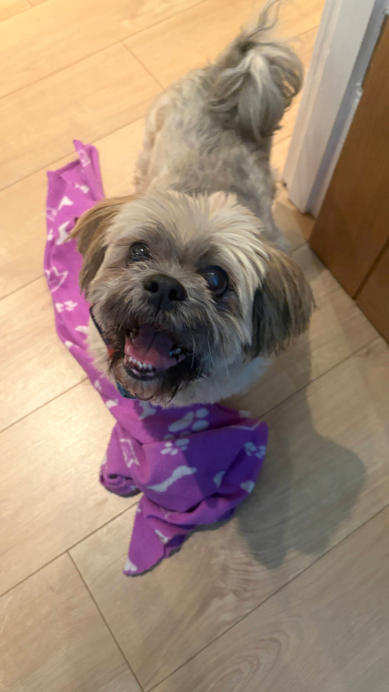 Small dog with her purple blanket playing from Whitburn.