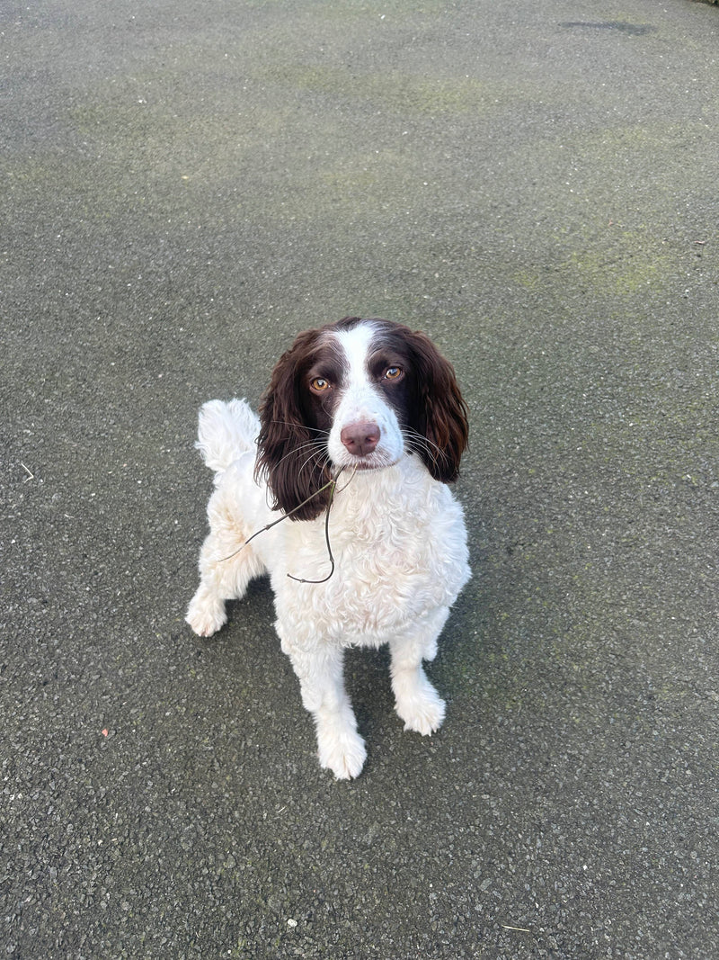 Dog lying on a concrete surface looking up at Katie in Longridge.
