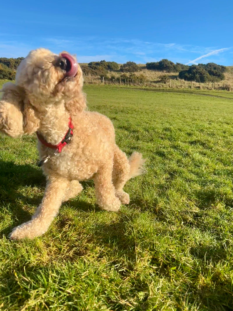 Dog standing on a grassy field with trees in the background in Bathgate.