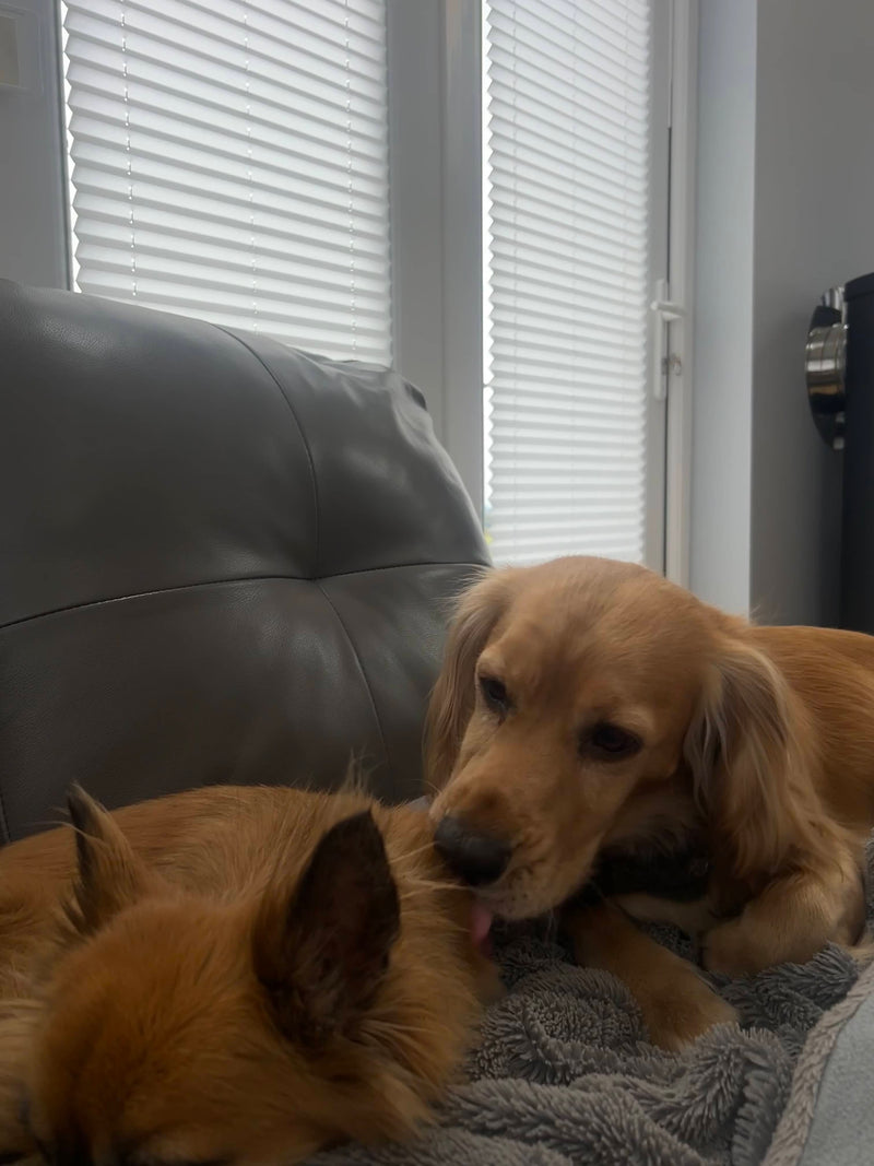 Two dogs lying on a couch with blinds in the background at KellyKanine.