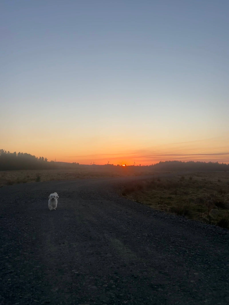 Dog standing on a dirt path during a sunset with a misty landscape in Longridge.