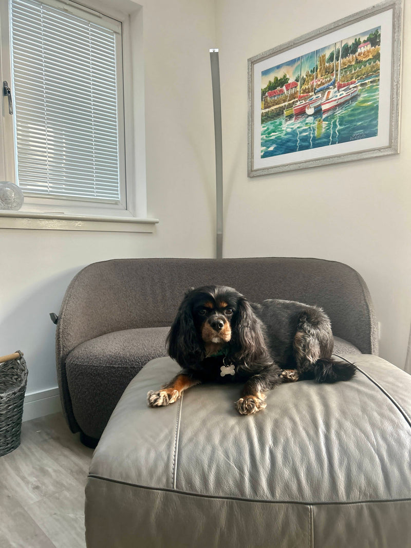 Dog sitting on a gray ottoman in a room with a window and framed picture on the wall in Blackburn.