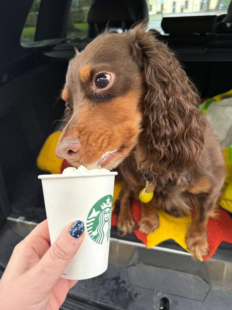 Dog drinking from a Starbucks pup cup held by Katie.
