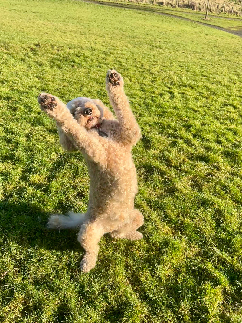 Dog standing on its hind legs in a grassy field in Bathgate.