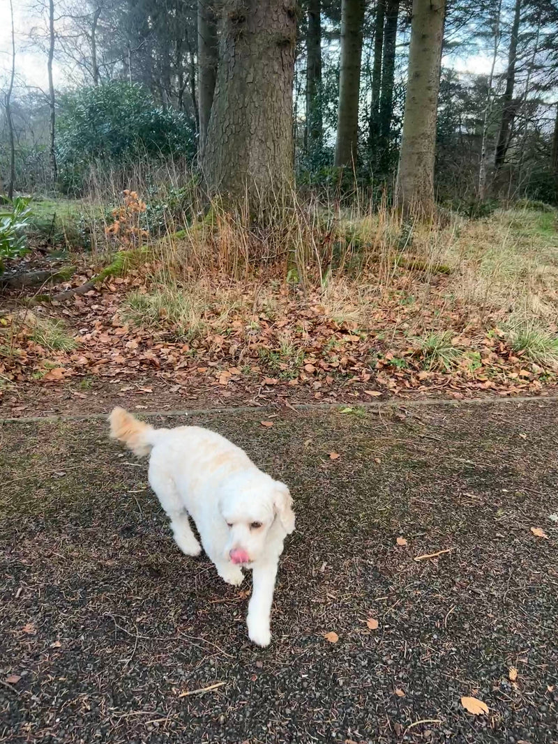 White dog standing on a path with trees and grass in the background from Blackburn