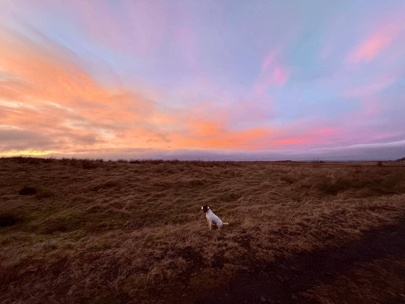 Dog sitting in a field with a colorful sunset sky in Scotland.