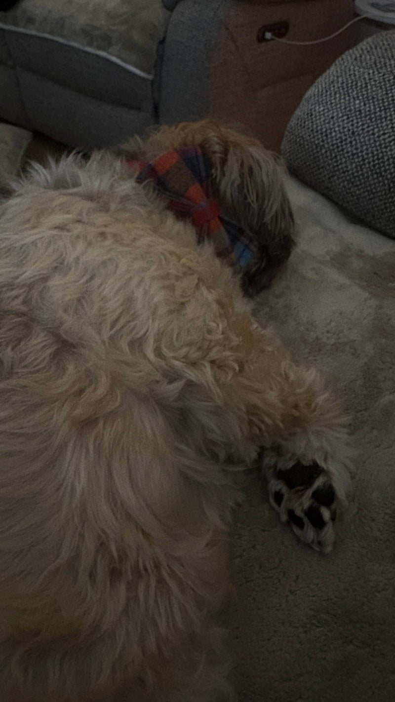 Fluffy dog lying on a carpeted floor with a plaid collar from Whitburn.