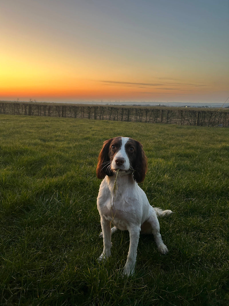 Dog sitting in a grassy field with a sunset sky at KellyKanine