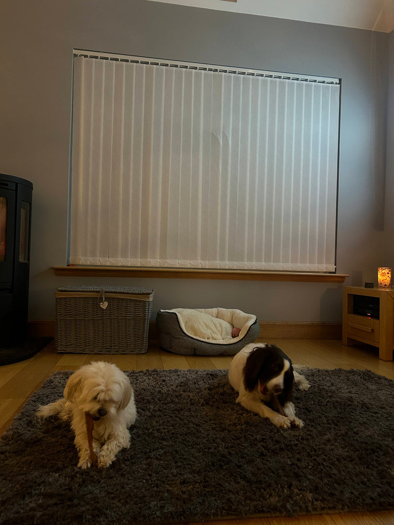 Two dogs on a rug in a room with a large window covered by blinds in Longridge.