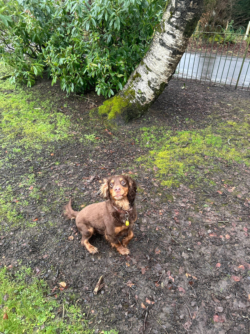 Small brown dog lying on a wet, mossy path with greenery on either side in Falkirk.
