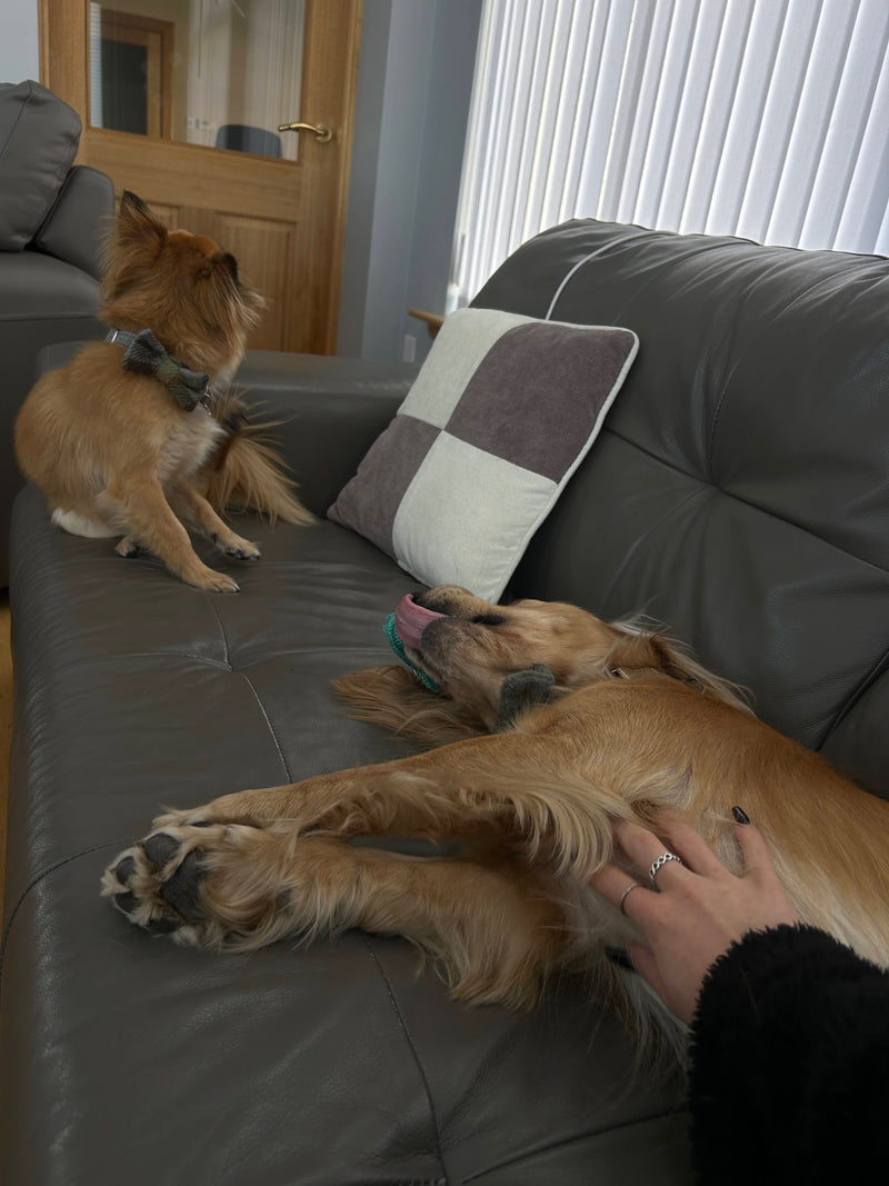 Two dogs on a couch with Katie petting one of them at KellyKanine.
