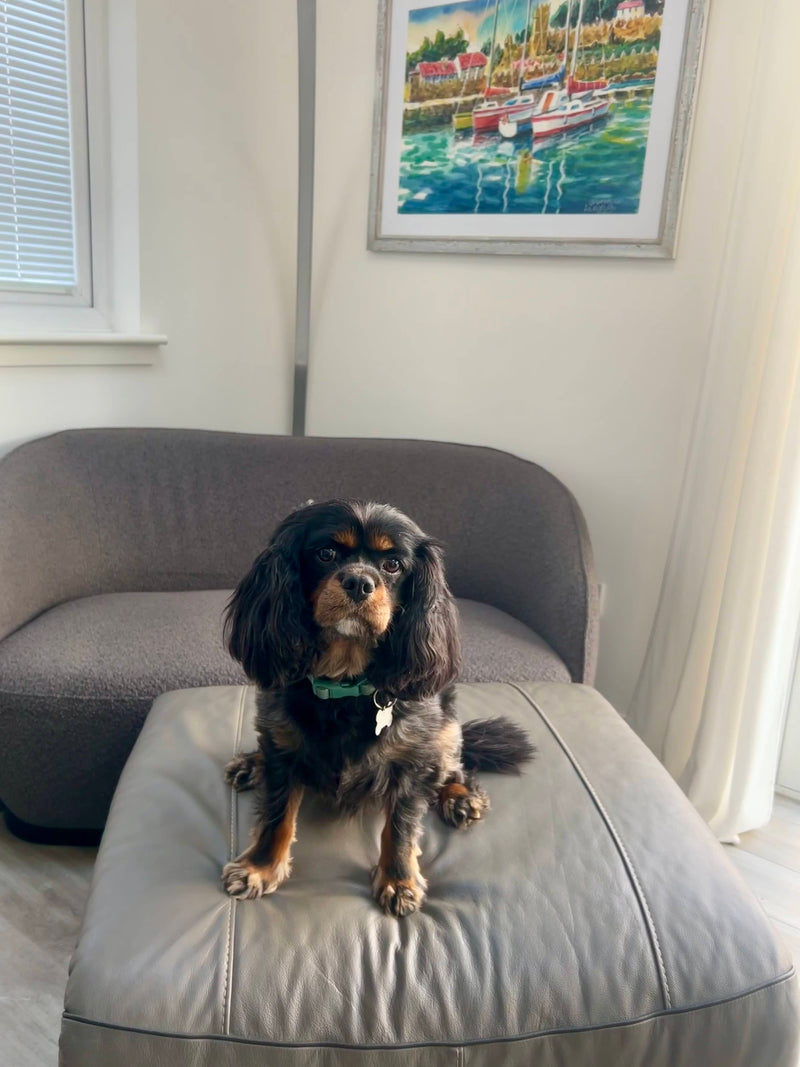 Dog sitting on a cushion in a living room with a painting on the wall in Blackburn.