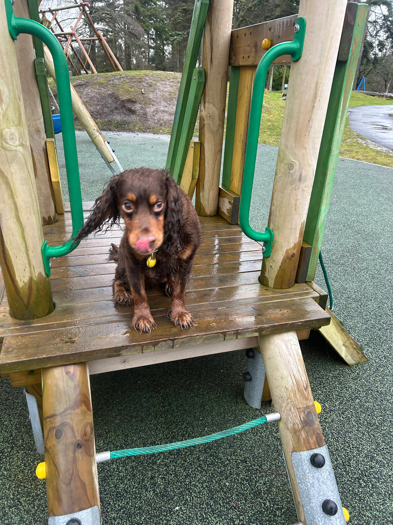 Dog standing on a playground structure with green and brown colours in Falkirk.