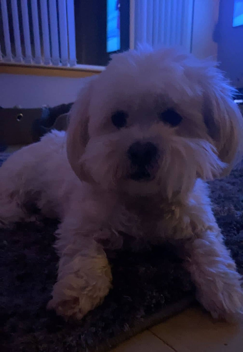 White dog lying on a carpeted floor indoors.